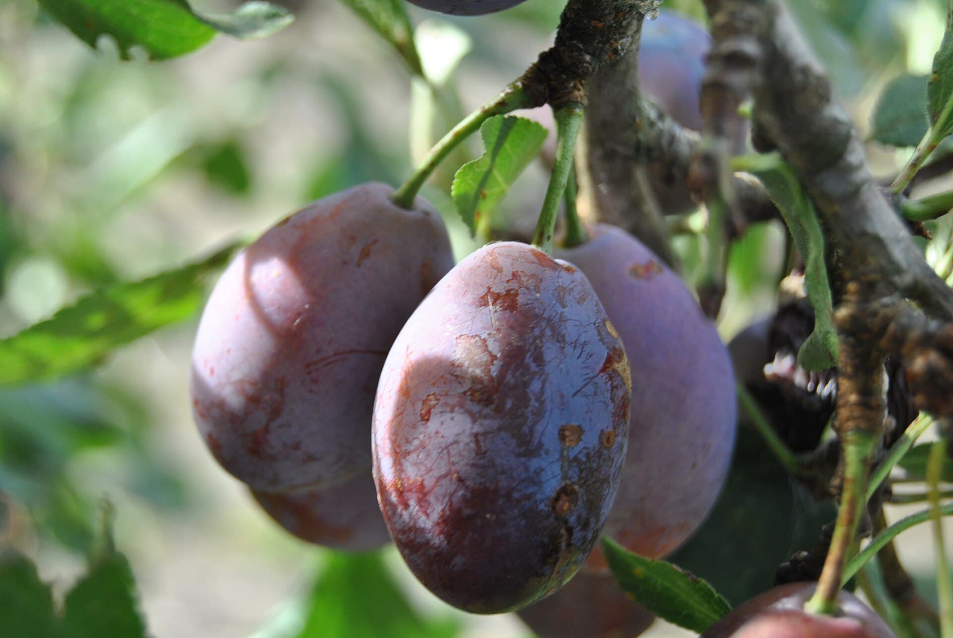 Des prunes d'Ente mûres sur la branche